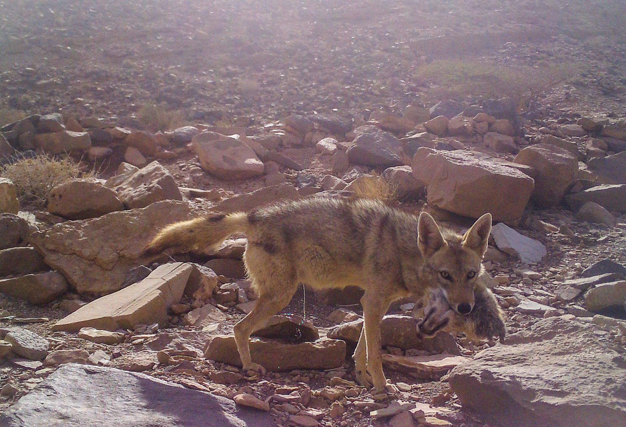 Lobo dorado africano con presa
