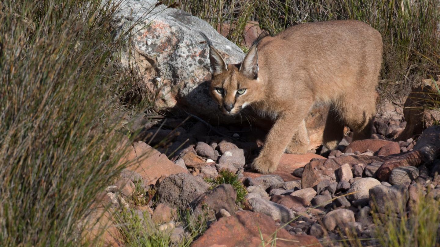 Caracal (Caracal caracal algira) en el Atlas Medio