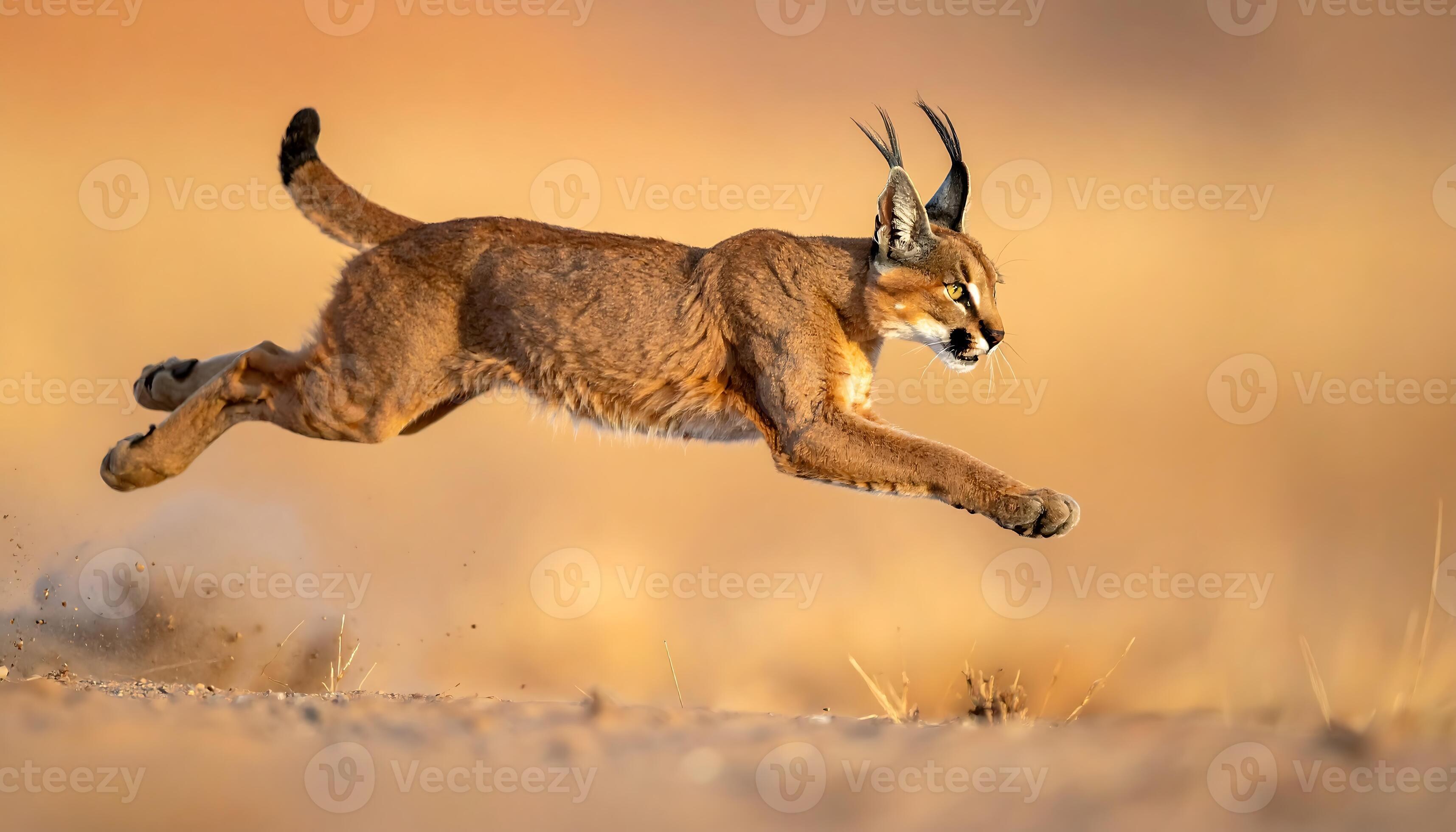 Paisaje del Atlas Medio, hábitat del caracal