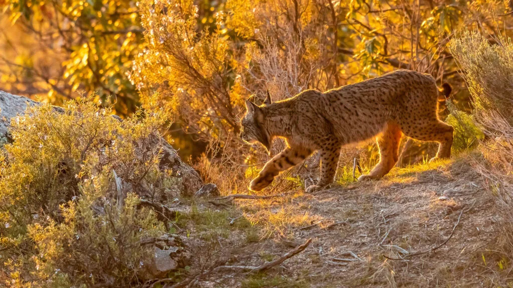 Lince ibérico (Lynx pardinus) en matorral mediterráneo