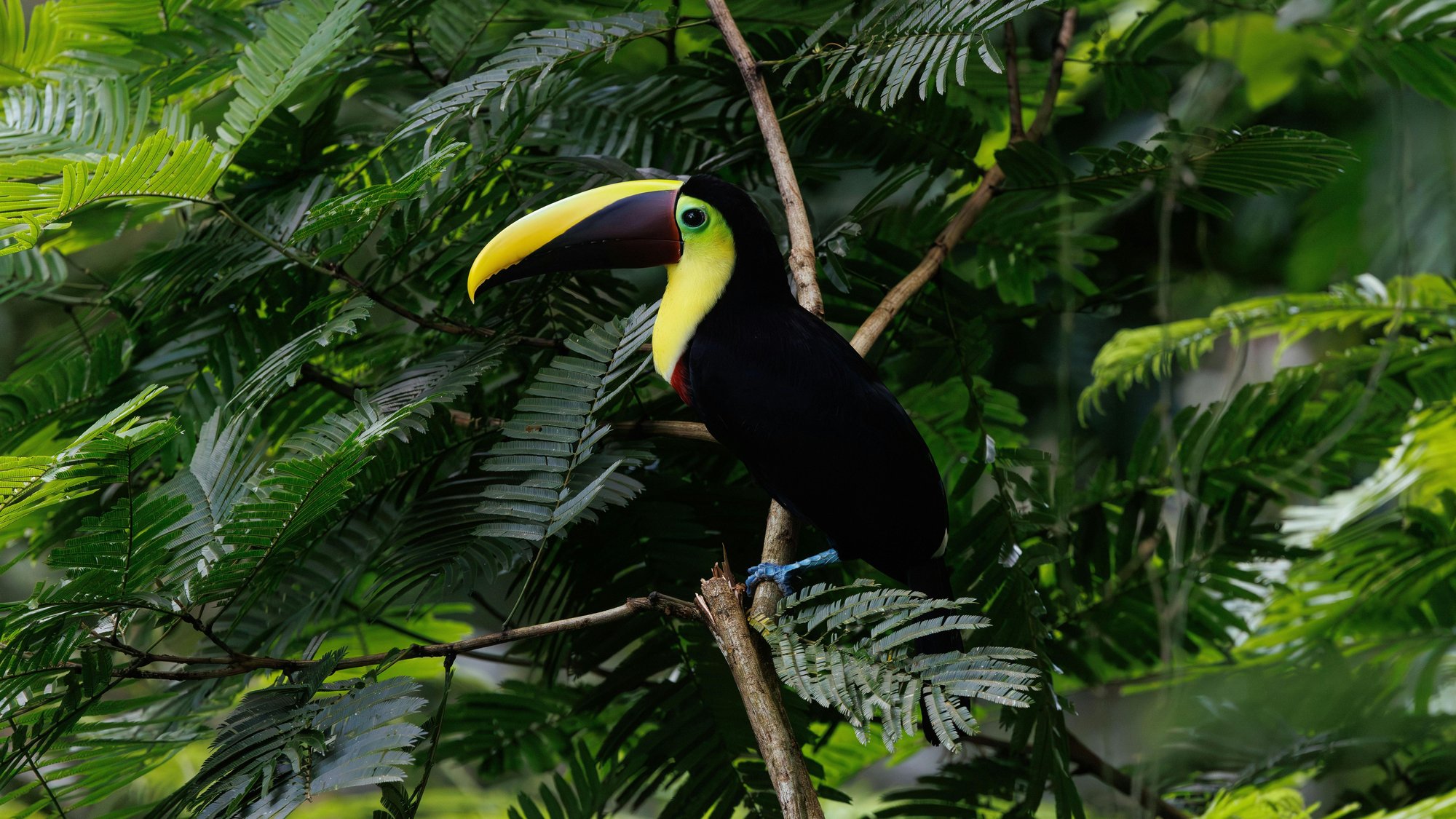 Biodiversidad tropical de Colombia
