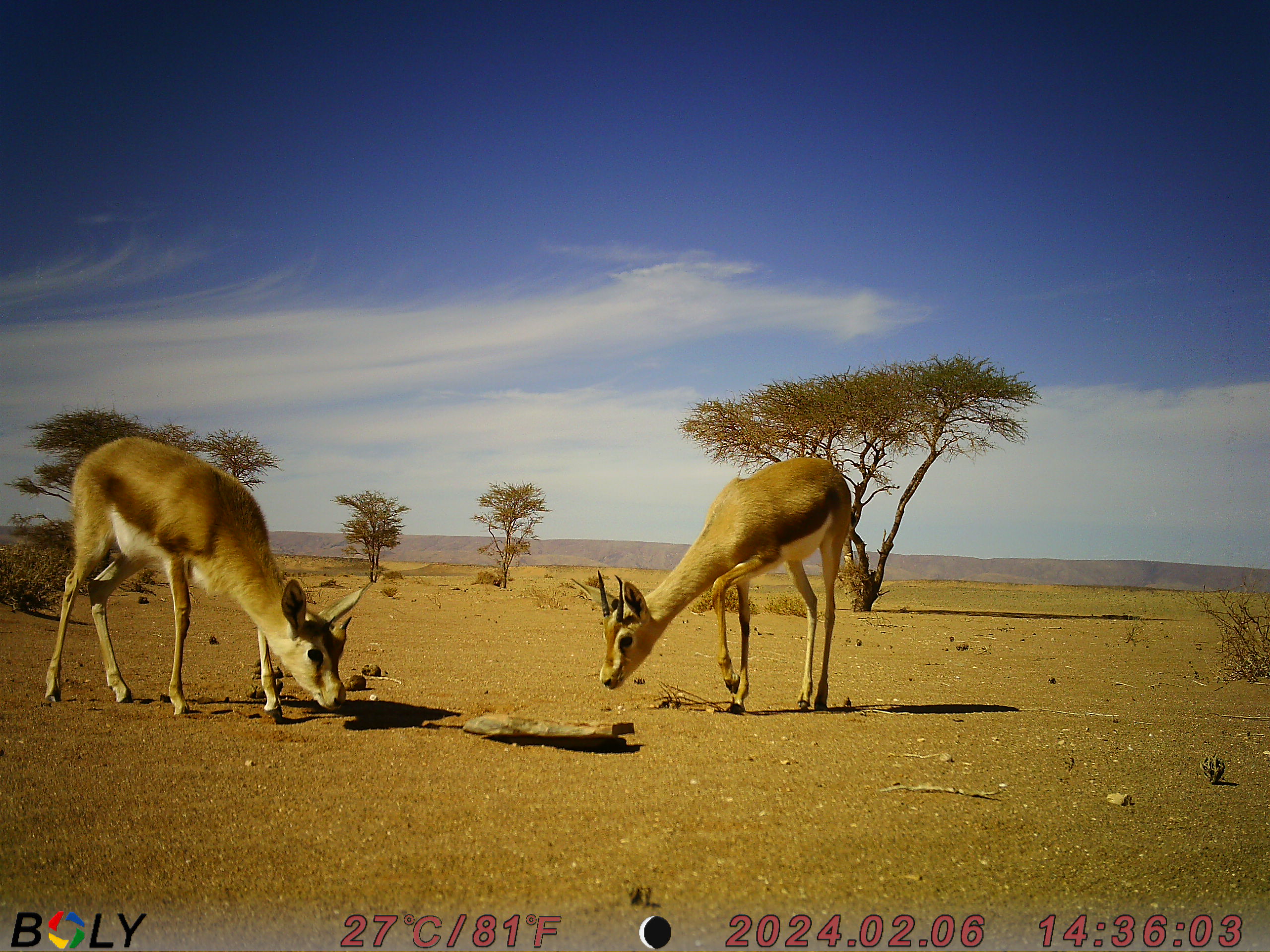 Gazella dorcas captada con cámara trampa en el Sáhara Atlántico