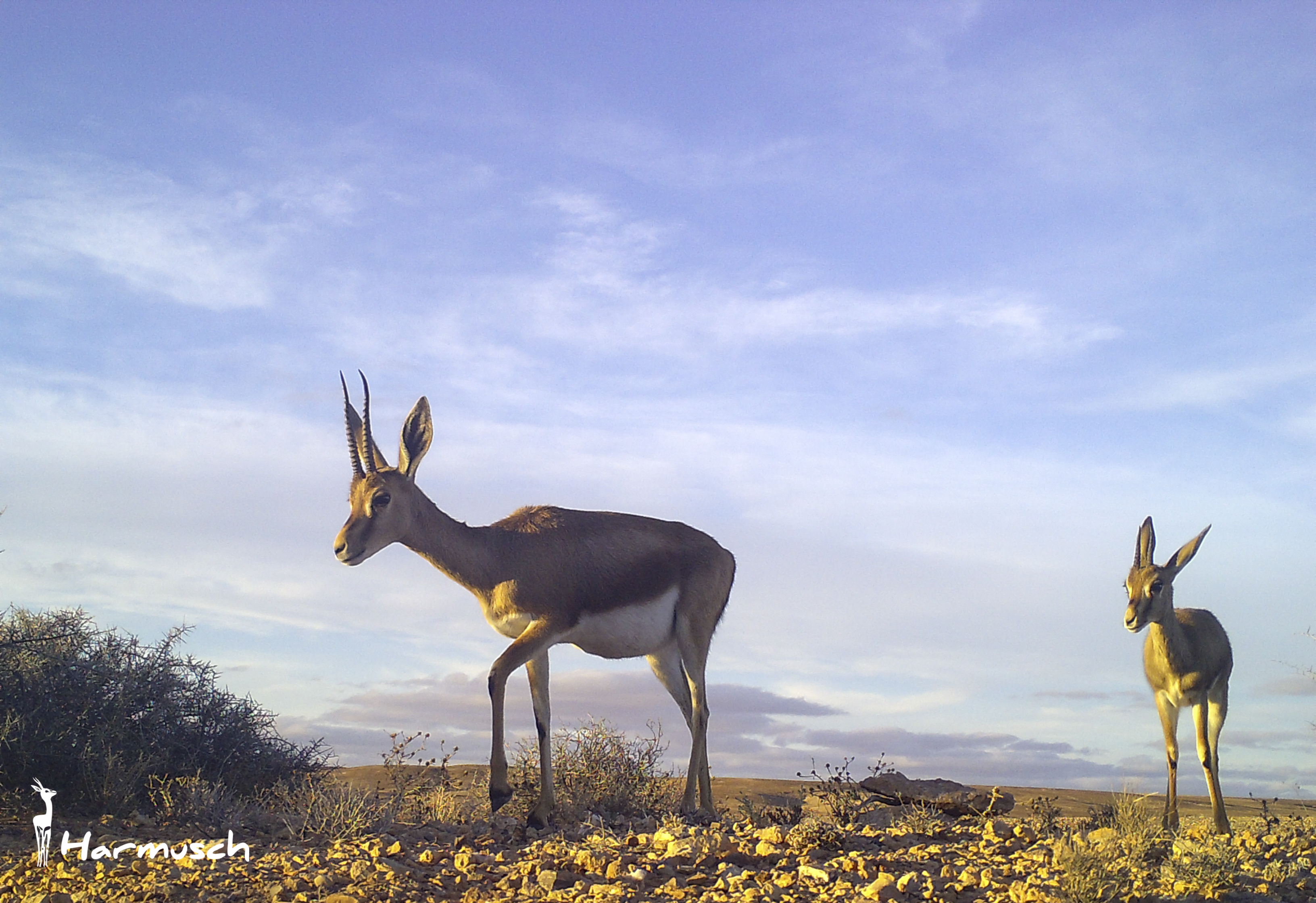 Gazella cuvieri en el Sáhara Atlántico