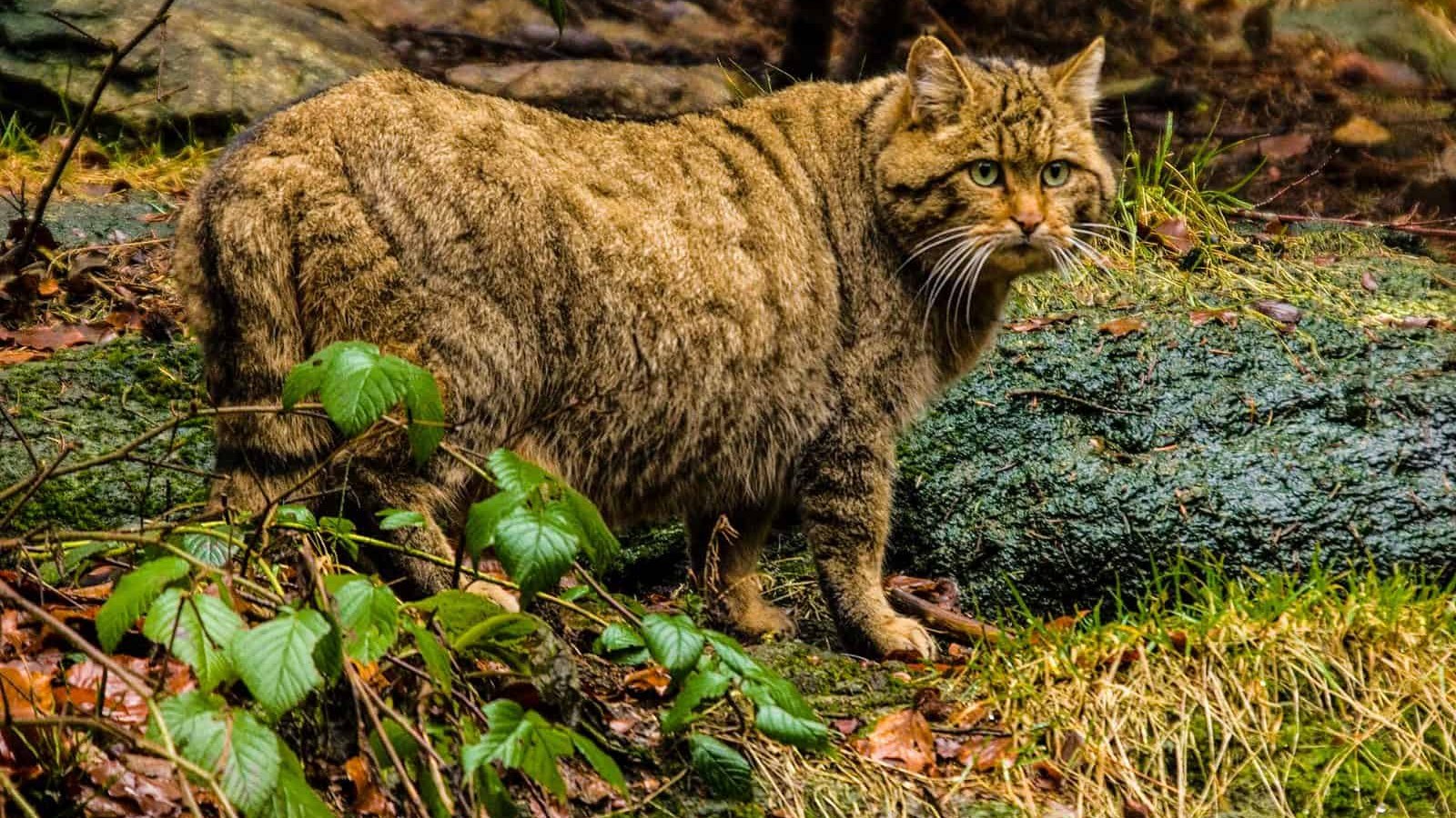 Gato montés europeo (Felis silvestris)