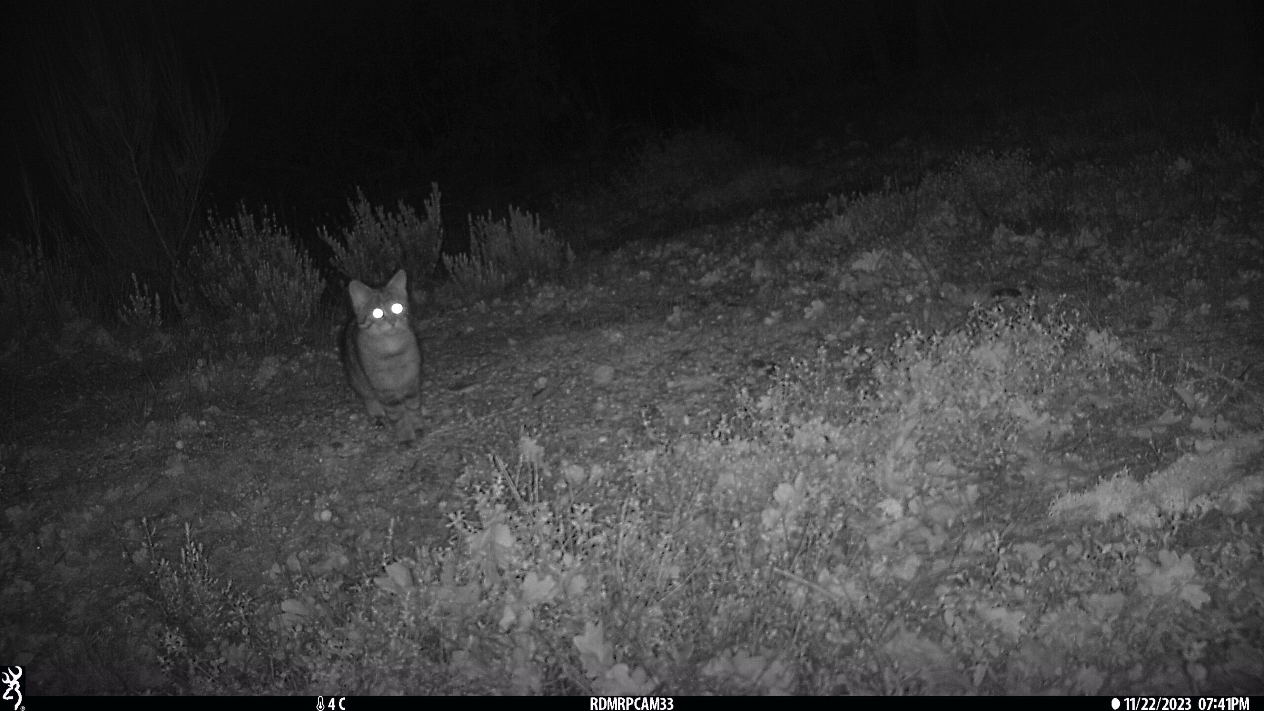 Hábitat del gato montés en España