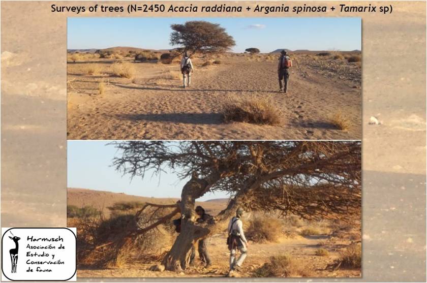 Guepardo Marruecos — imagen 6