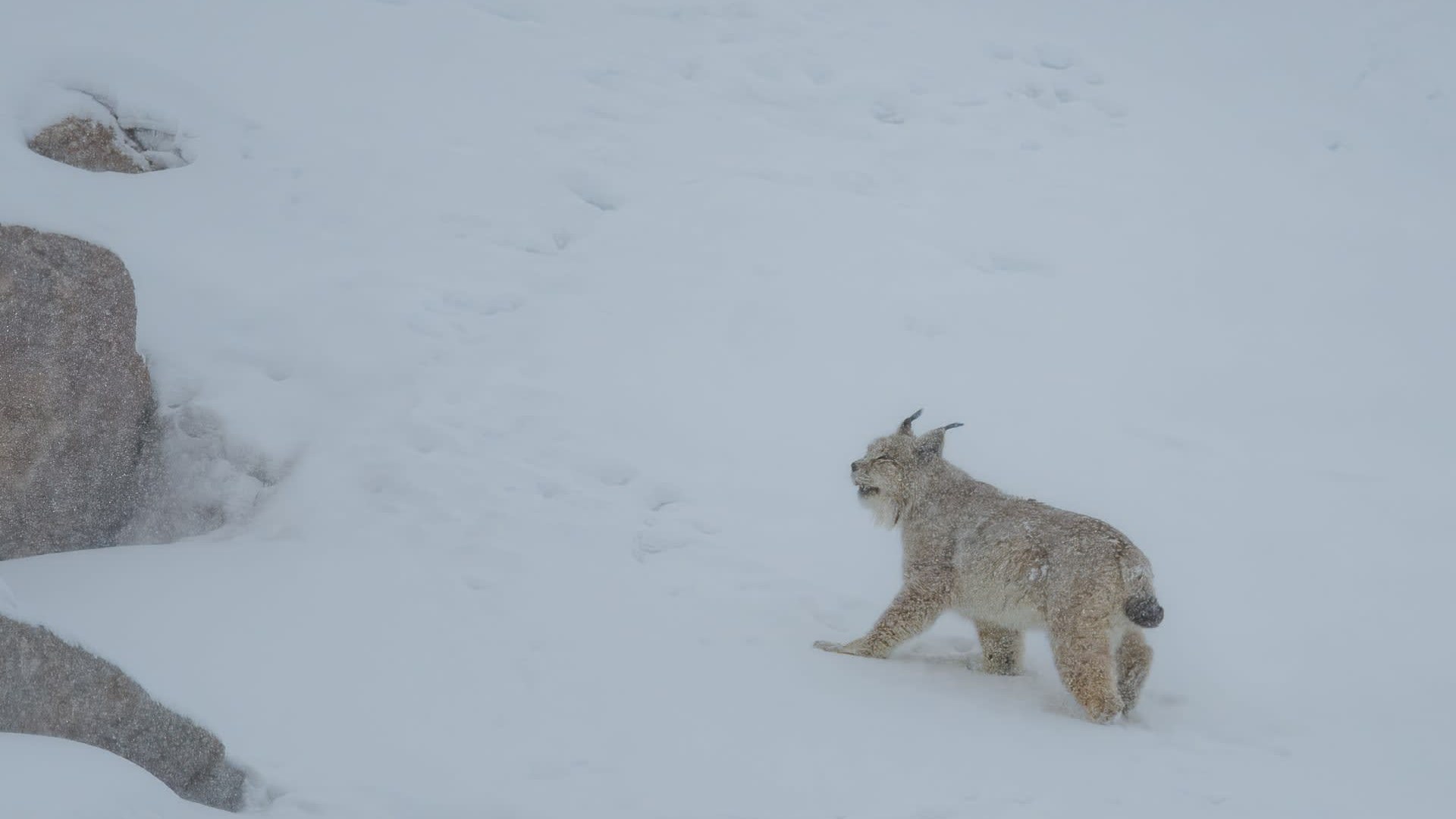 Lince del Himalaya (Lynx lynx isabellinus)