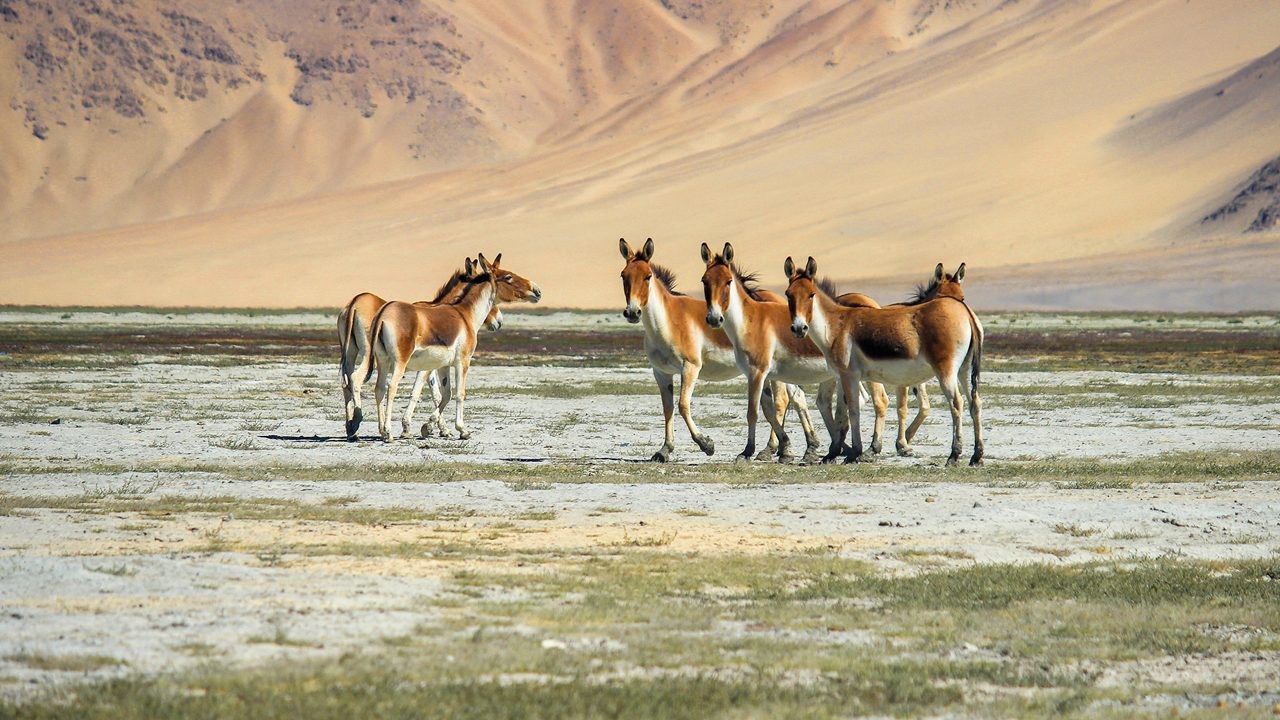 Paisaje de alta montaña en Ladakh, India