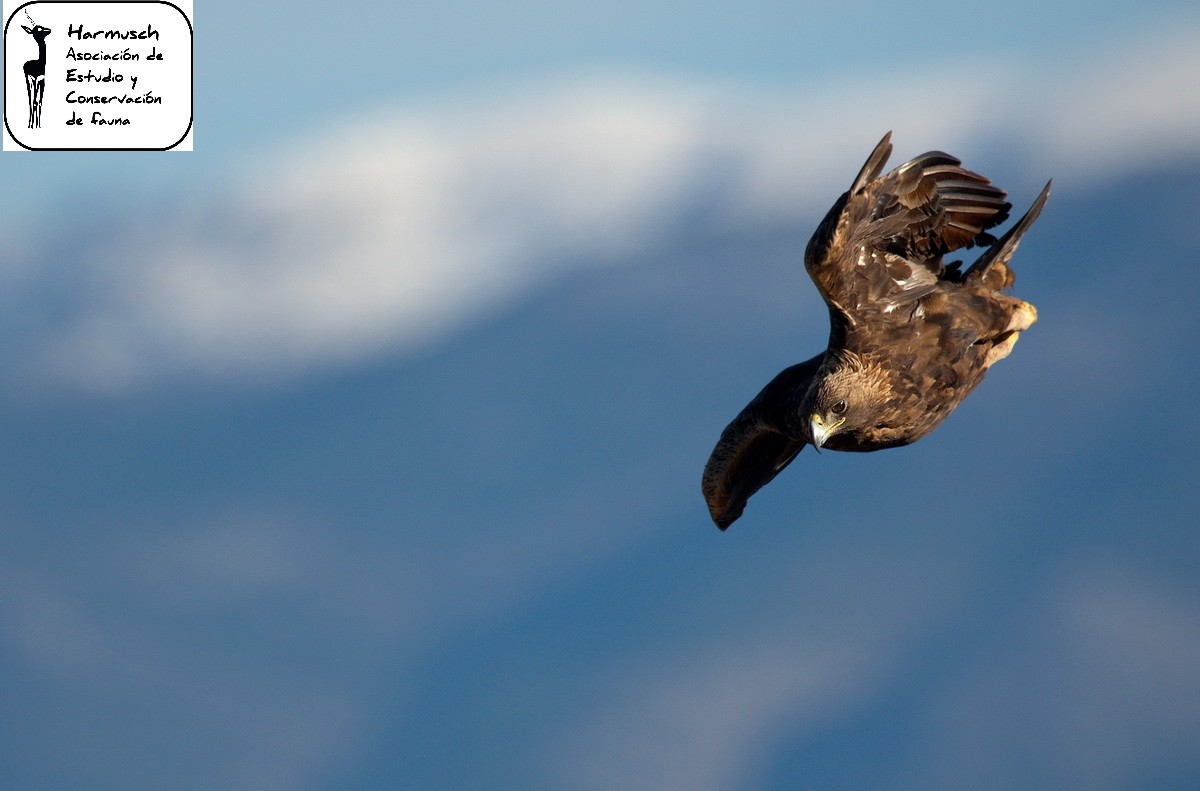 Macaco de Berbería y Águila real - imagen 2