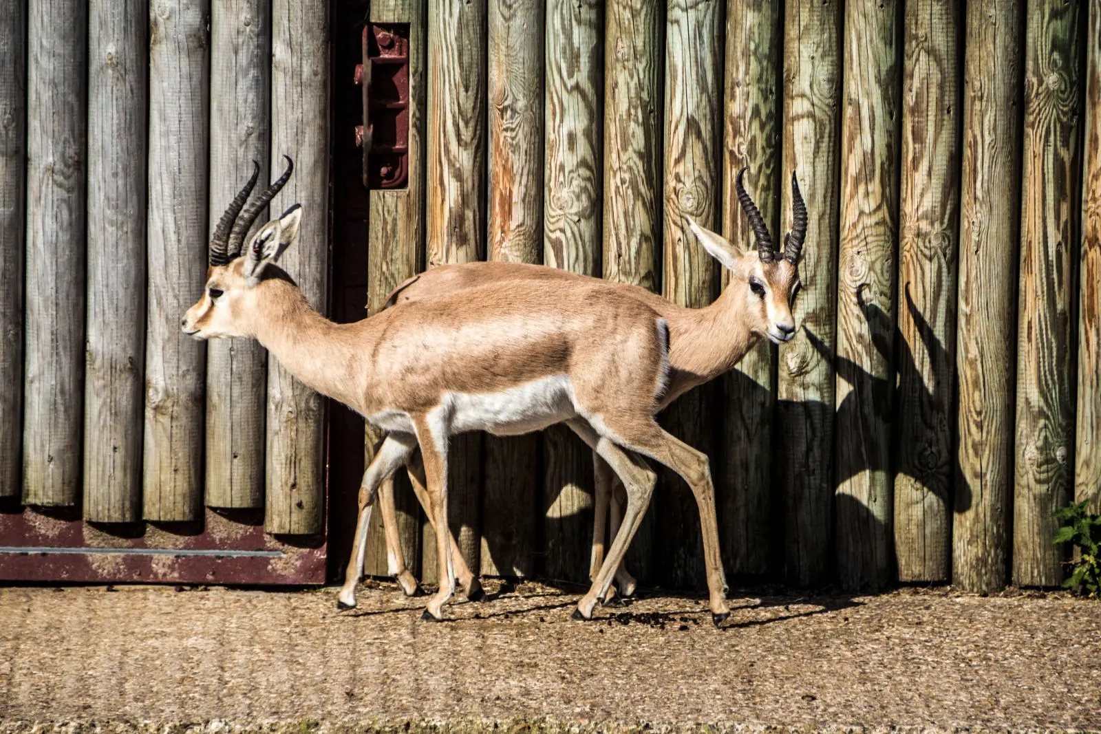 Gacela dorcas en el Sáhara Atlántico